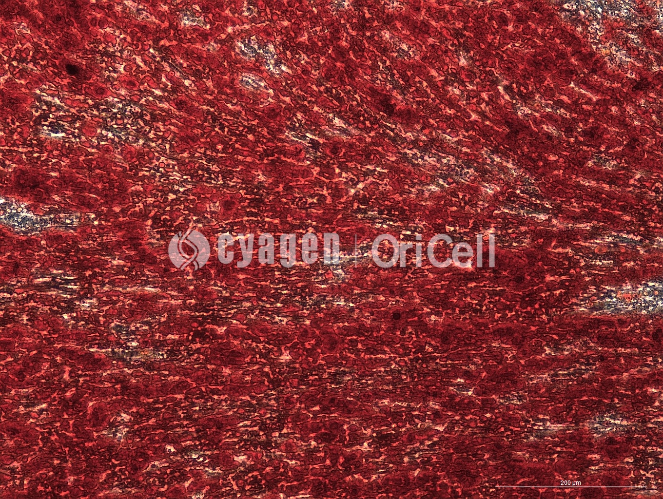 干细胞成骨诱导分化