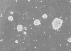 C57BL/6小鼠神经干细胞 C57BL/6小鼠神经干细胞 MUBNF-01001