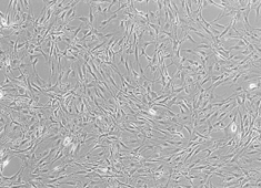 OriCell<sup>®</sup>Balb/c小鼠骨髓间充质干细胞