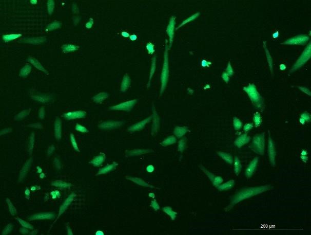 OriCell<sup>®</sup>NCI-H1703 with Luciferase & GFP