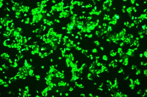 OriCell<sup>®</sup>NCI-H292 with Luciferase & GFP