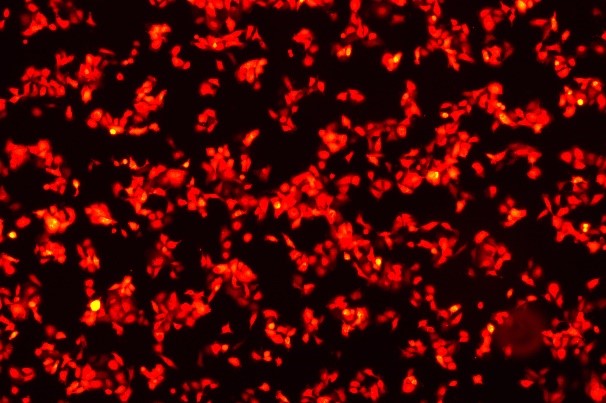 OriCell<sup>®</sup>NCI-H292 with RFP