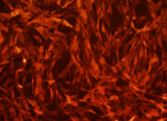 OriCell<sup>®</sup>F344大鼠骨髓间充质干细胞-RFP