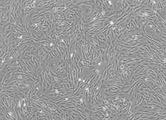 OriCell<sup>®</sup>SD大鼠脂肪间充质干细胞