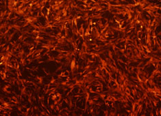OriCell<sup>®</sup>SD大鼠骨髓间充质干细胞-RFP
