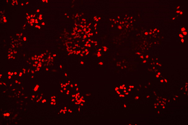 None OriCell<sup>®</sup>RAW 264.7 with RFP M3-0104