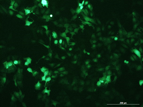 None OriCell<sup>®</sup>SK-OV-3 with GFP H6-0603