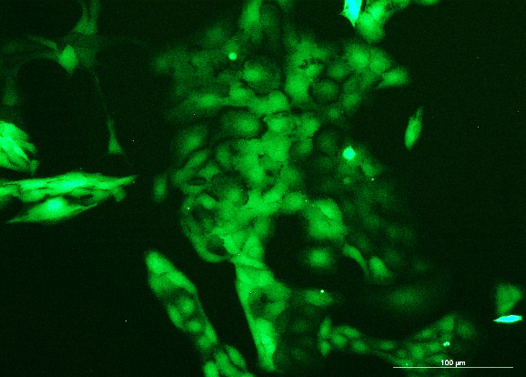 None OriCell<sup>®</sup>SK-OV-3 with Luciferase & GFP H6-0605