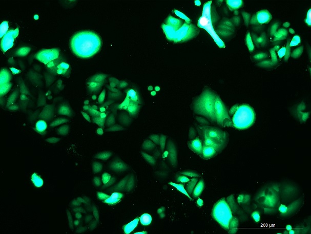 OriCell<sup>®</sup>SW480 with GFP