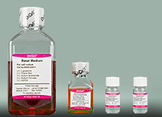 人脐带静脉内皮细胞完全培养基 OriCell<sup>®</sup>人脐静脉内皮细胞完全培养基 HUVEC-90011