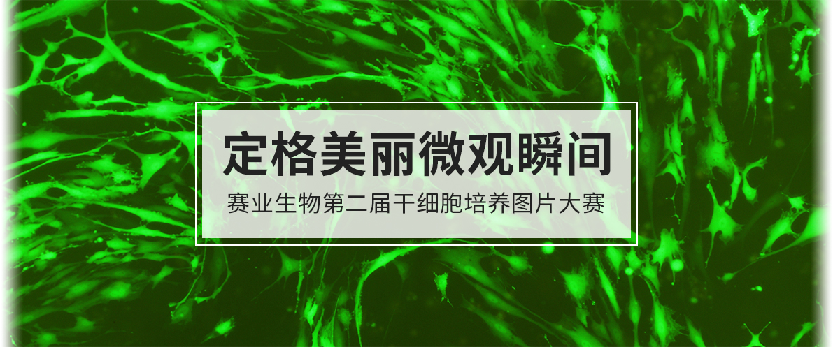 定格美丽微观瞬间 赛业生物第二届干细胞培养图片大赛