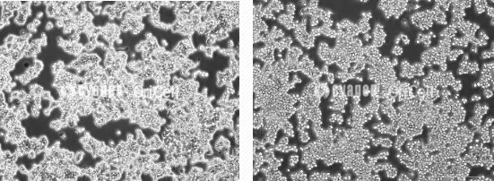 RAW264.7细胞培养