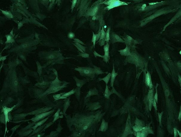 OriCell<sup>®</sup>兔骨髓间充质干细胞-GFP
