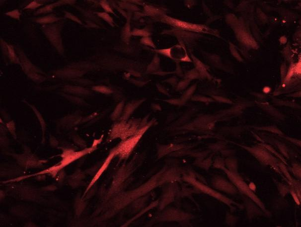 OriCell<sup>®</sup>兔骨髓间充质干细胞-RFP