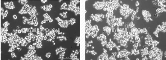 RAW264.7细胞培养