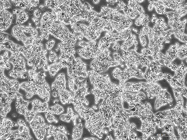 OriCell<sup>®</sup>MLTC-1小鼠睾丸间质细胞瘤细胞系