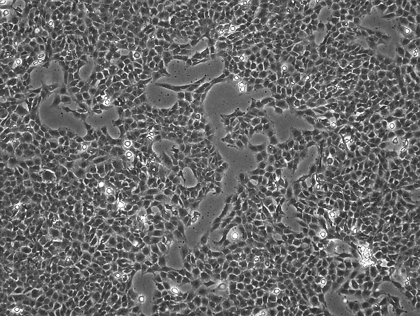 OriCell<sup>®</sup>HTR-8-Svneo人绒毛膜滋养层细胞系