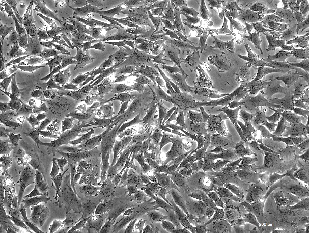 OriCell<sup>®</sup>RGC-5小鼠视网膜神经节细胞系