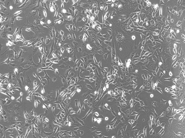 OriCell<sup>®</sup>SVEC4-10小鼠淋巴结内皮细胞系
