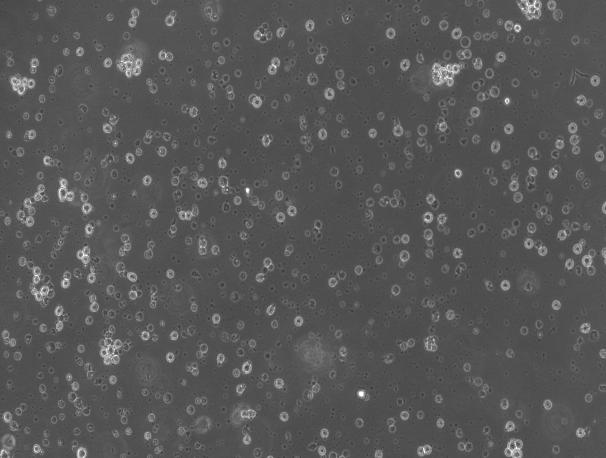 OriCell<sup>®</sup>MEG-01人成巨核细胞白血病细胞系