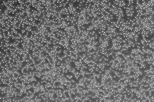 OriCell<sup>®</sup>Nalm-6 with Luciferase
