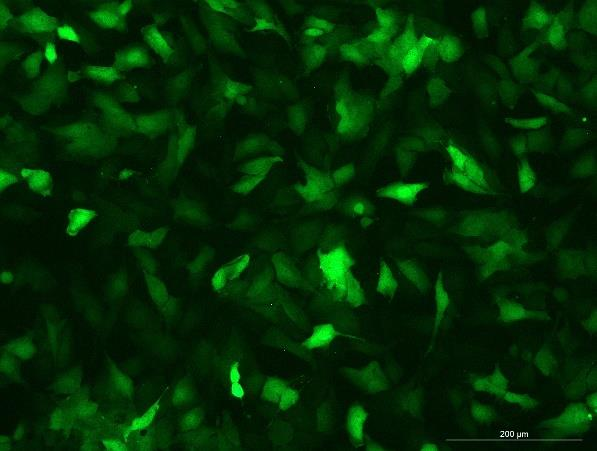 OriCell<sup>®</sup>TCCSUP with Luciferase & GFP