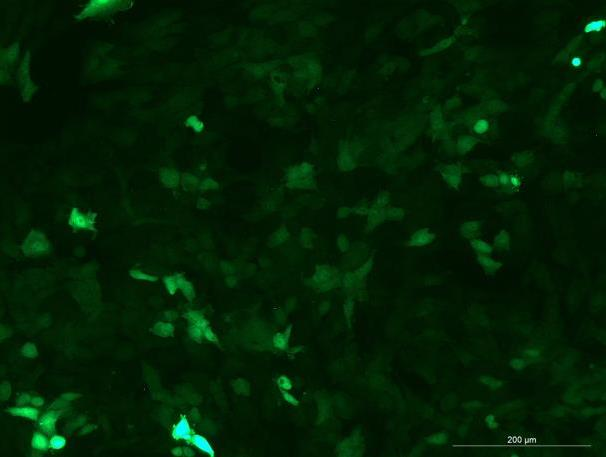 None OriCell<sup>®</sup>TM3 with Luciferase & GFP M6-0505