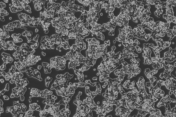 OriCell<sup>®</sup>LS180 人结肠癌细胞系