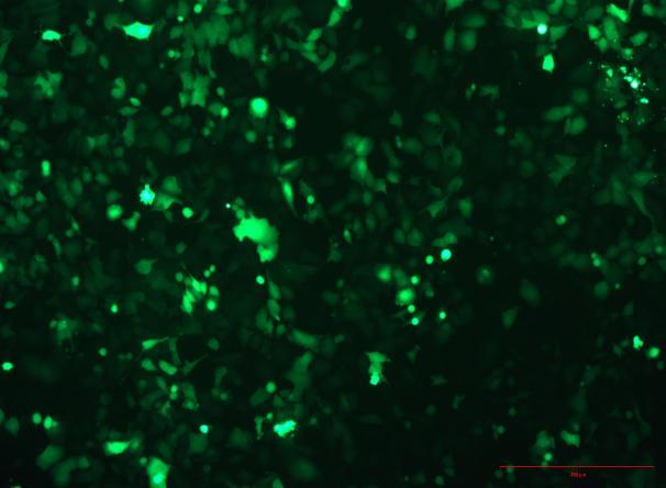 None OriCell<sup>®</sup>NCI-H23 with Luciferase & GFP H0-1705