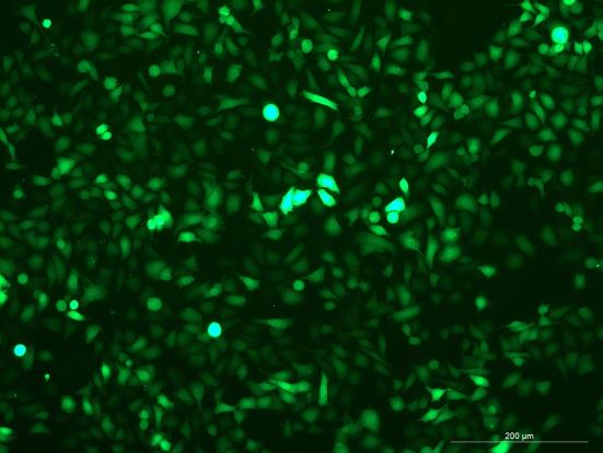 OriCell<sup>®</sup>ME-180 with Luciferase & GFP
