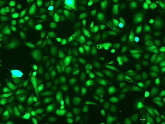 OriCell<sup>®</sup>HK-2 with Luciferase & GFP
