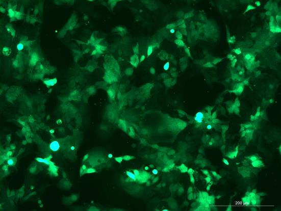 OriCell<sup>®</sup>Ishikawa with Luciferase & GFP