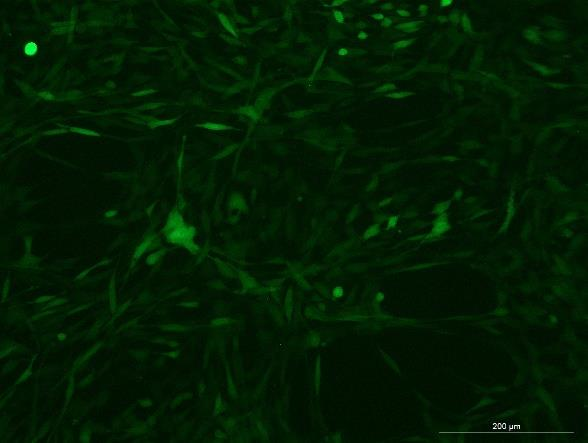 OriCell<sup>®</sup>YUMM1.7 with Luciferase & GFP