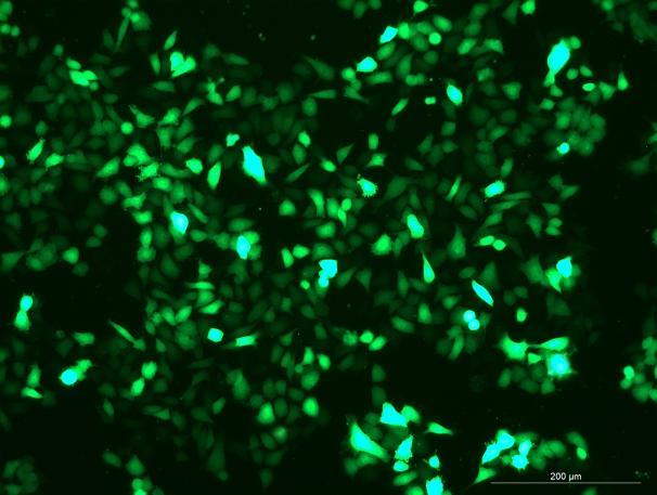 OriCell<sup>®</sup>ME-180 with GFP