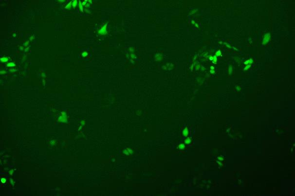 OriCell<sup>®</sup>SiHa with Luciferase & GFP