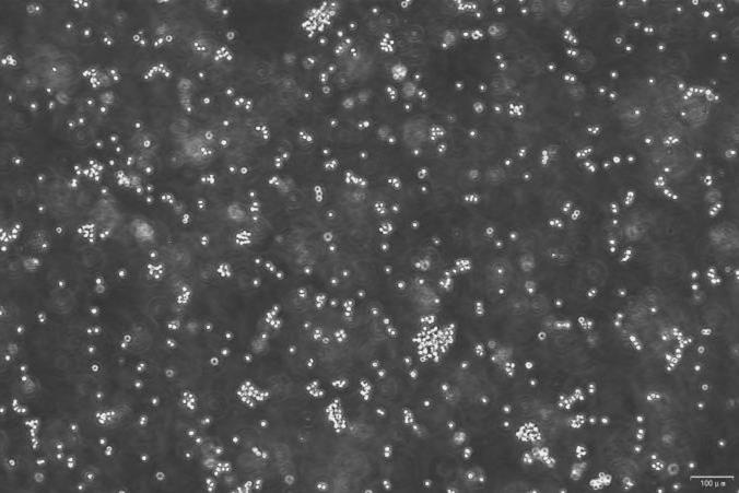 OriCell<sup>®</sup>EOL-1 人急性髓系白血病细胞系