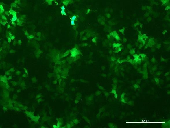 OriCell<sup>®</sup>HuH-7 with Luciferase & GFP
