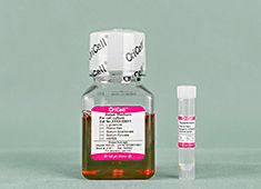 OriCell<sup>®</sup>人脐静脉内皮细胞成血管诱导培养基试剂盒