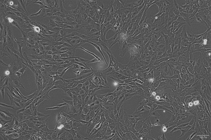 OriCell<sup>®</sup>NCI-H196 人小细胞肺癌细胞系