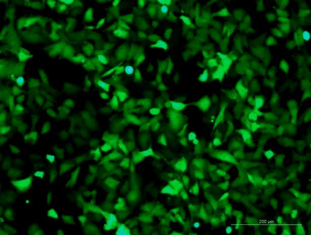 OriCell<sup>®</sup>UM-UC-3 with Luciferase & GFP