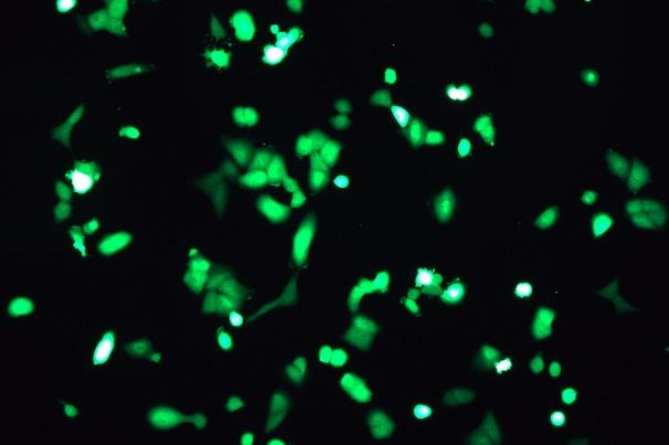 OriCell<sup>®</sup>NCI-H1299 with GFP