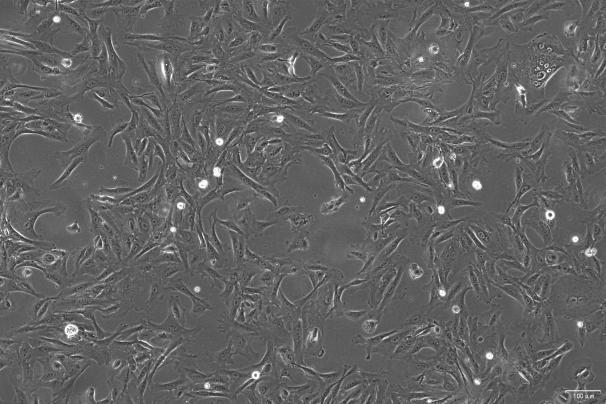 OriCell<sup>®</sup>OK 负鼠正常肾小管细胞系