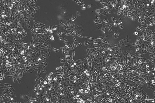 OriCell<sup>®</sup>NCI-H647 人肺癌细胞系