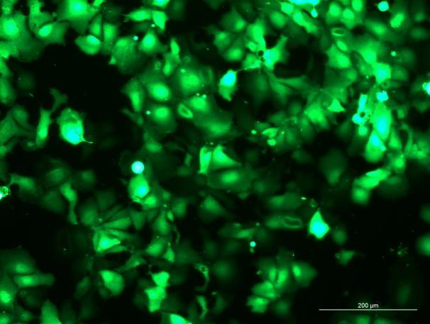 OriCell<sup>®</sup>HEP 3B2.1-7 with GFP
