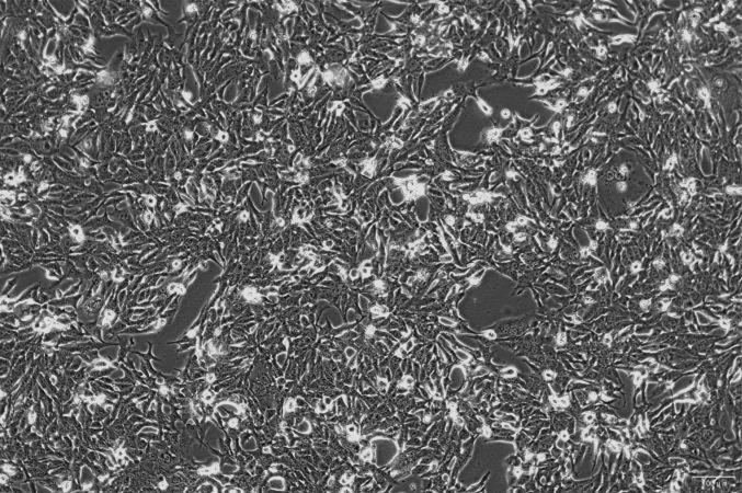 OriCell<sup>®</sup>NCI-H1373 人肺腺癌细胞系