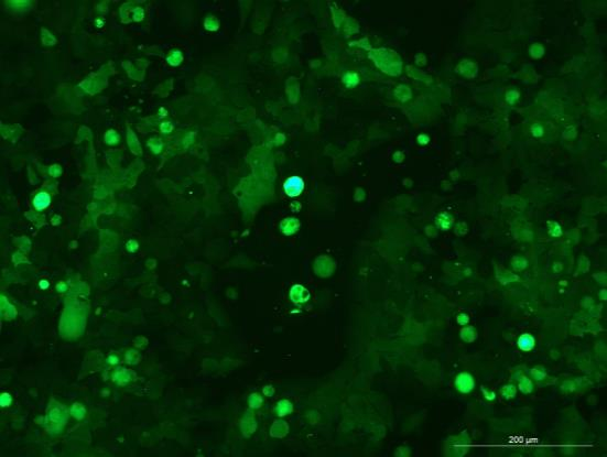 OriCell<sup>®</sup>NCI-H441 with Luciferase & GFP