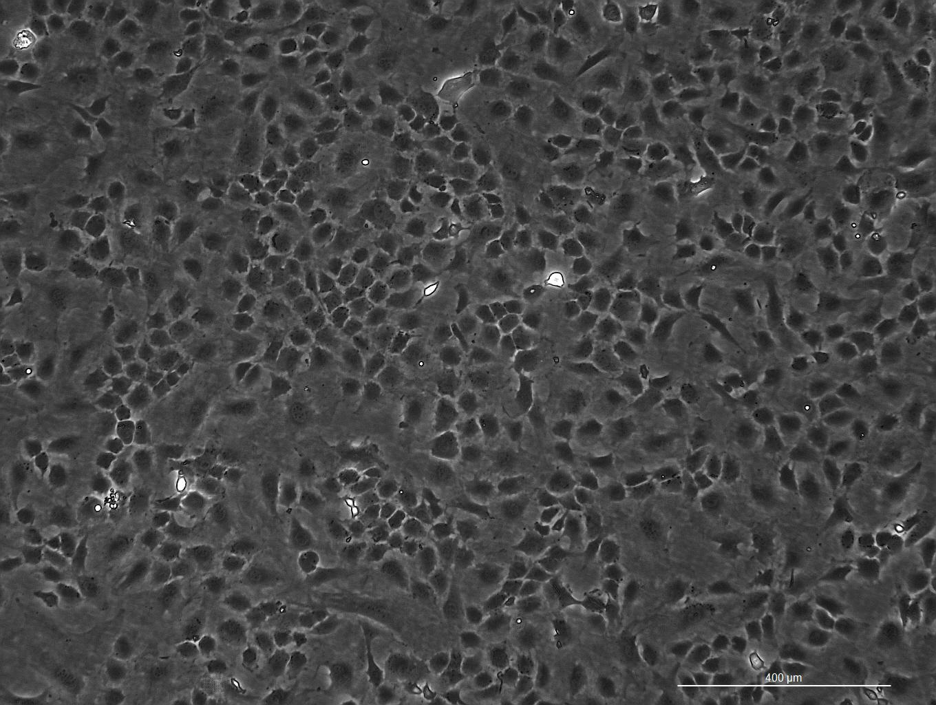 OriCell<sup>®</sup>C57BL/6 小鼠肋软骨细胞