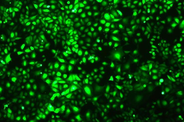 OriCell<sup>®</sup>T24 with GFP