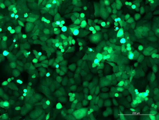 OriCell<sup>®</sup>NCI-H1299 with Luciferase & GFP