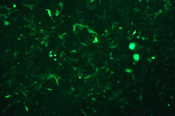 OriCell<sup>®</sup>MC3T3-E1 Subclone 14 with Luciferase & GFP